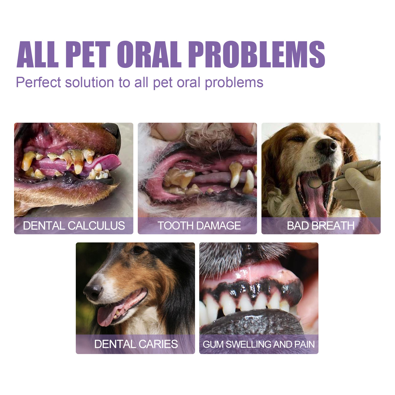 Pet Oral Repair Gel Puppy Tart - Teeth Whitening Gels recensione e prezzo