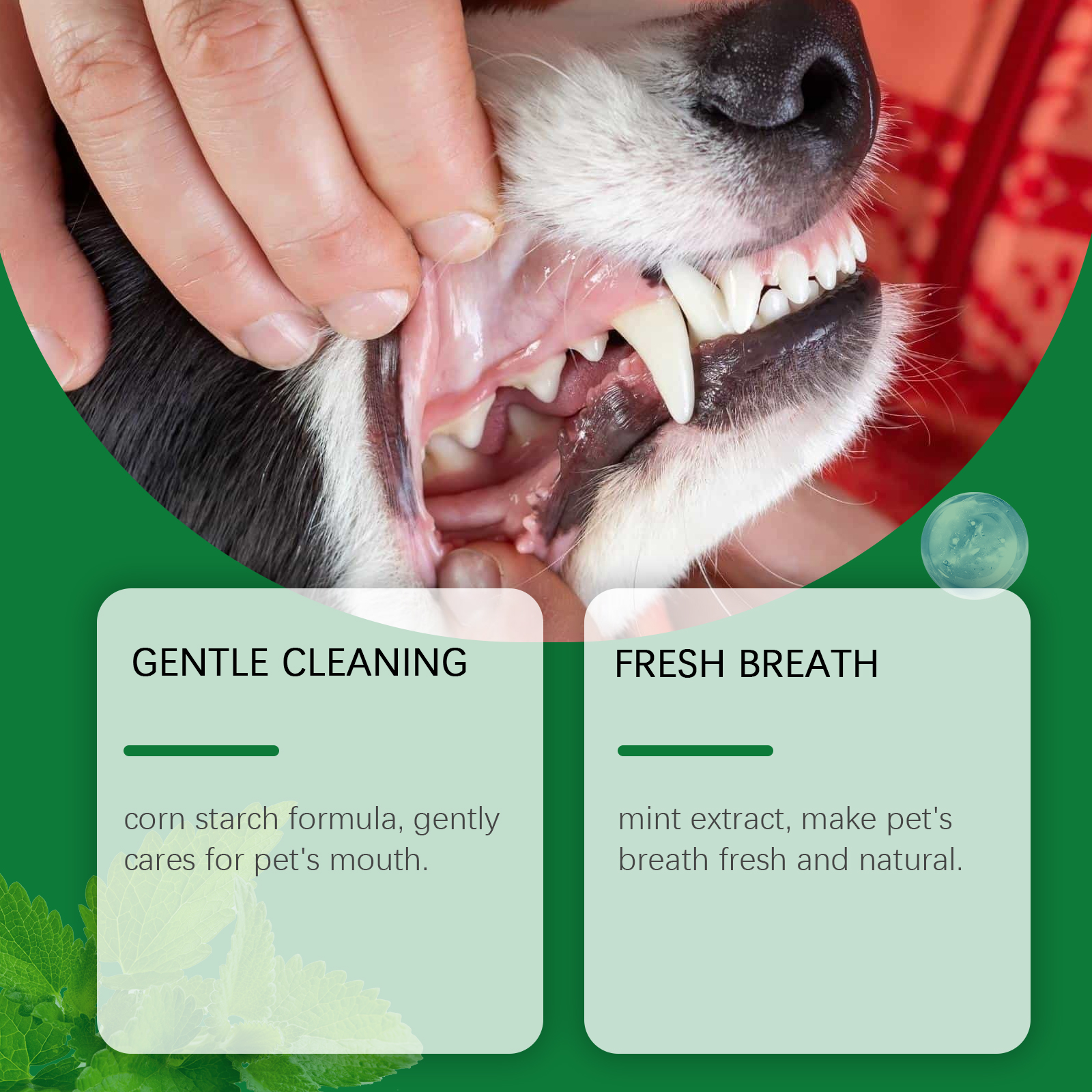 Pet Teeth Cleaning Powder Redu - Teeth Whitening Hismile recensione e prezzo